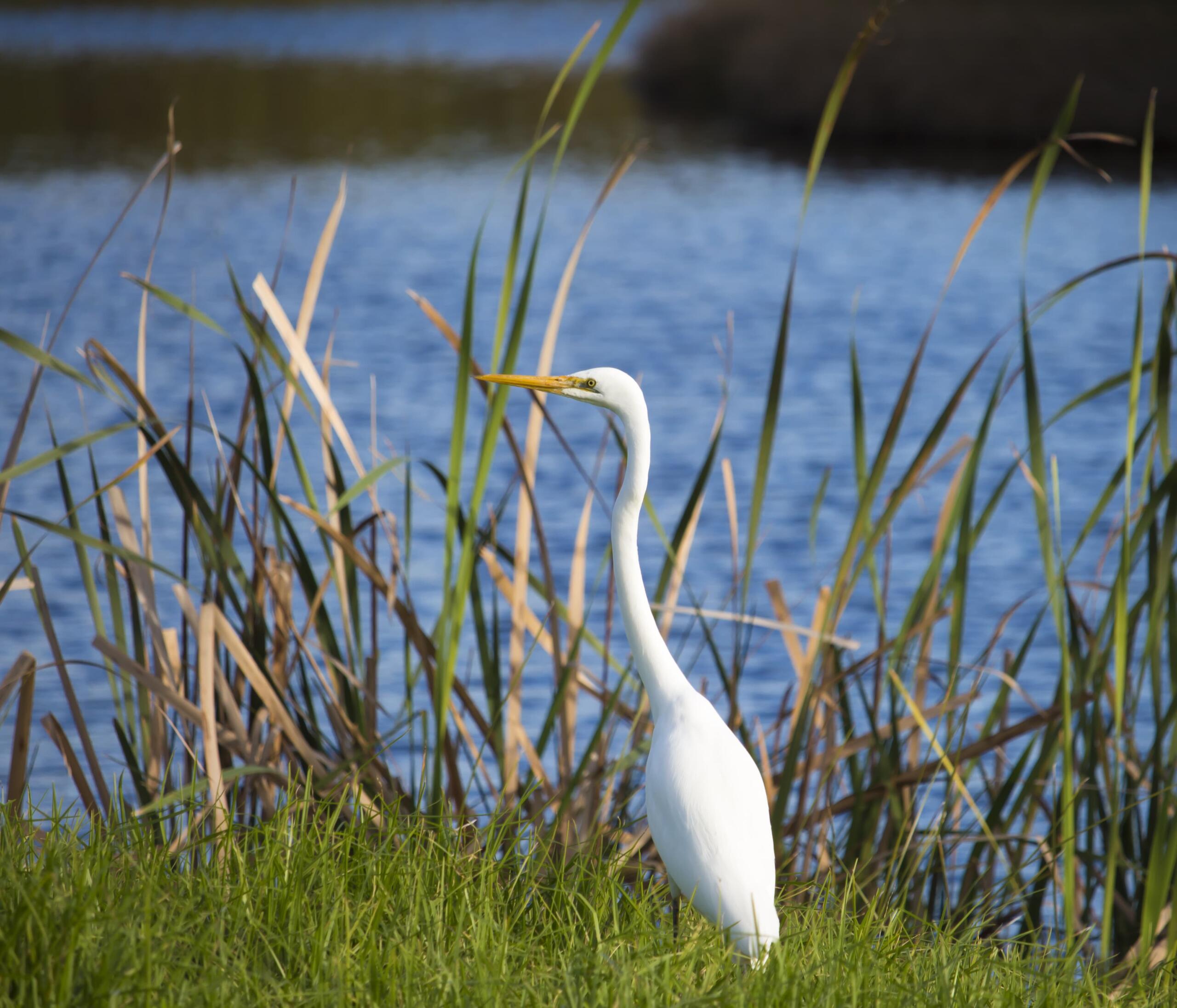 Ardea alba, Australian Great Egret