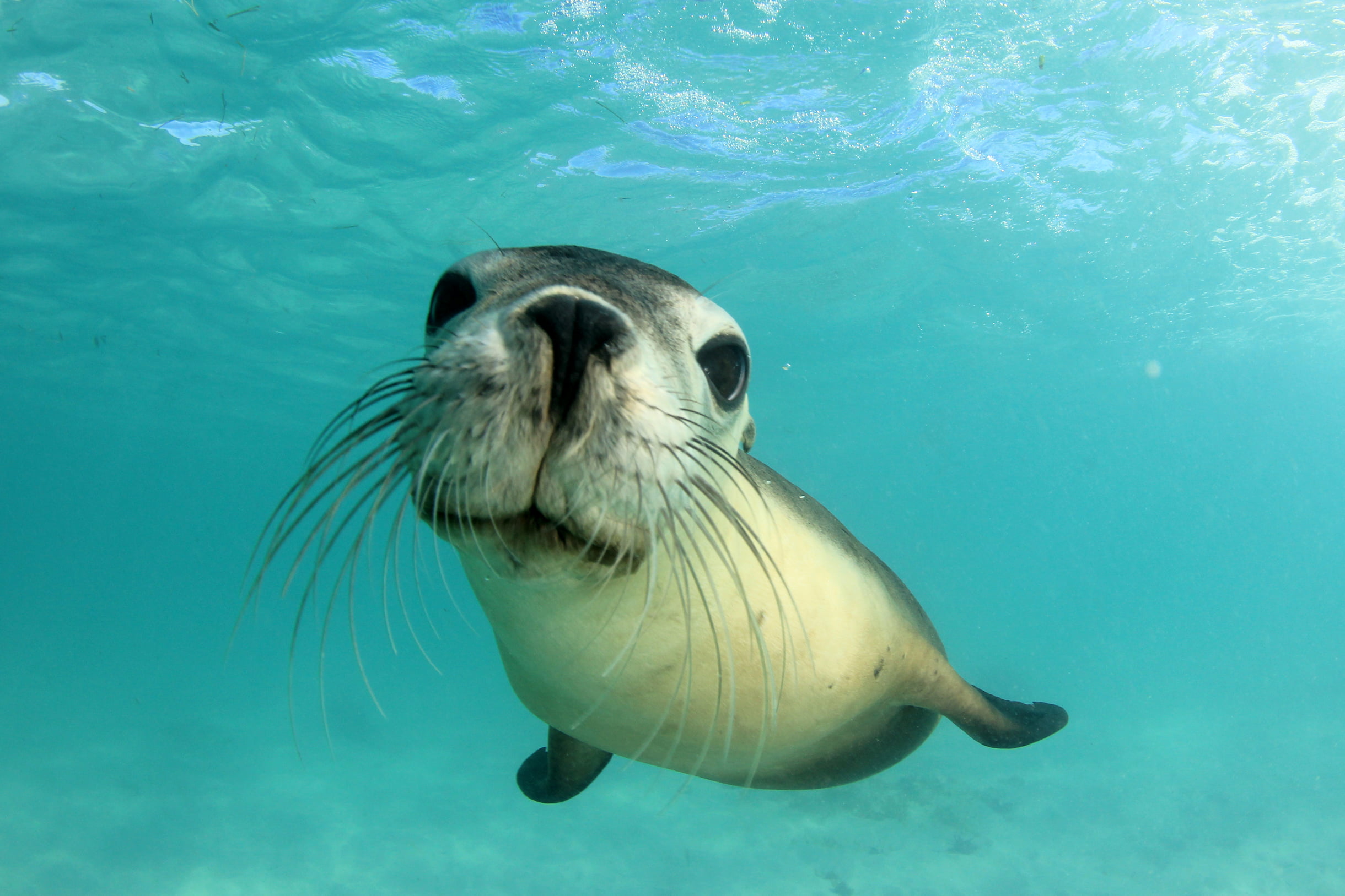Australian sea lion