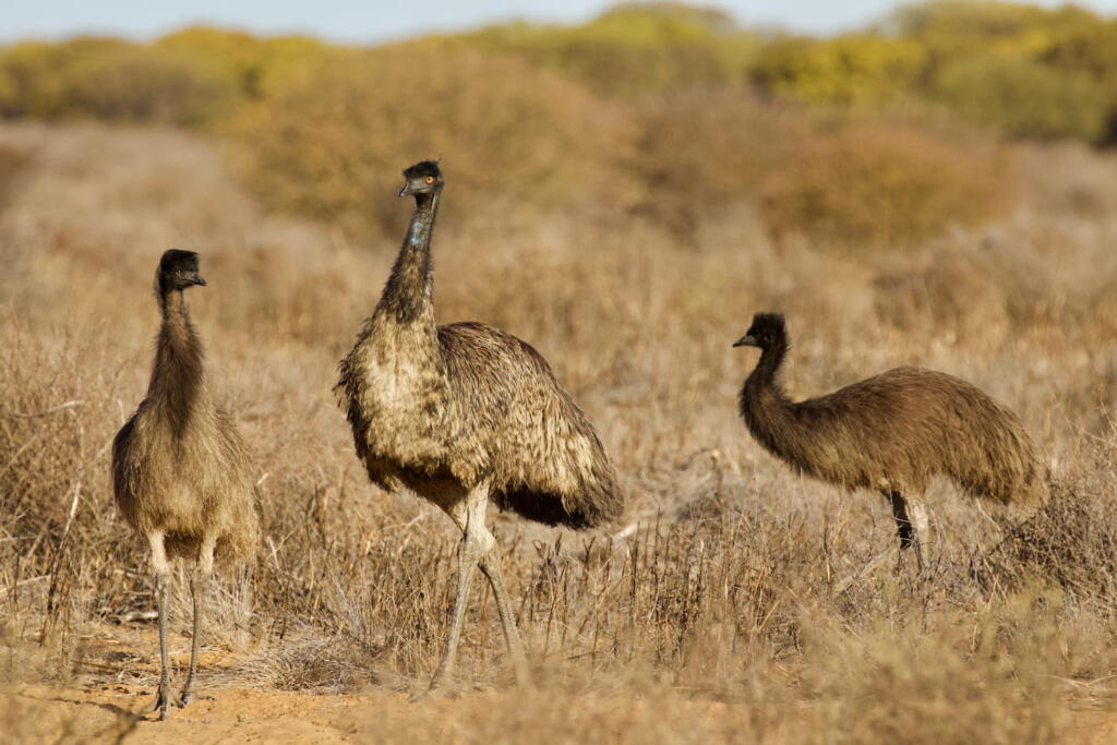 Emu with chicks
