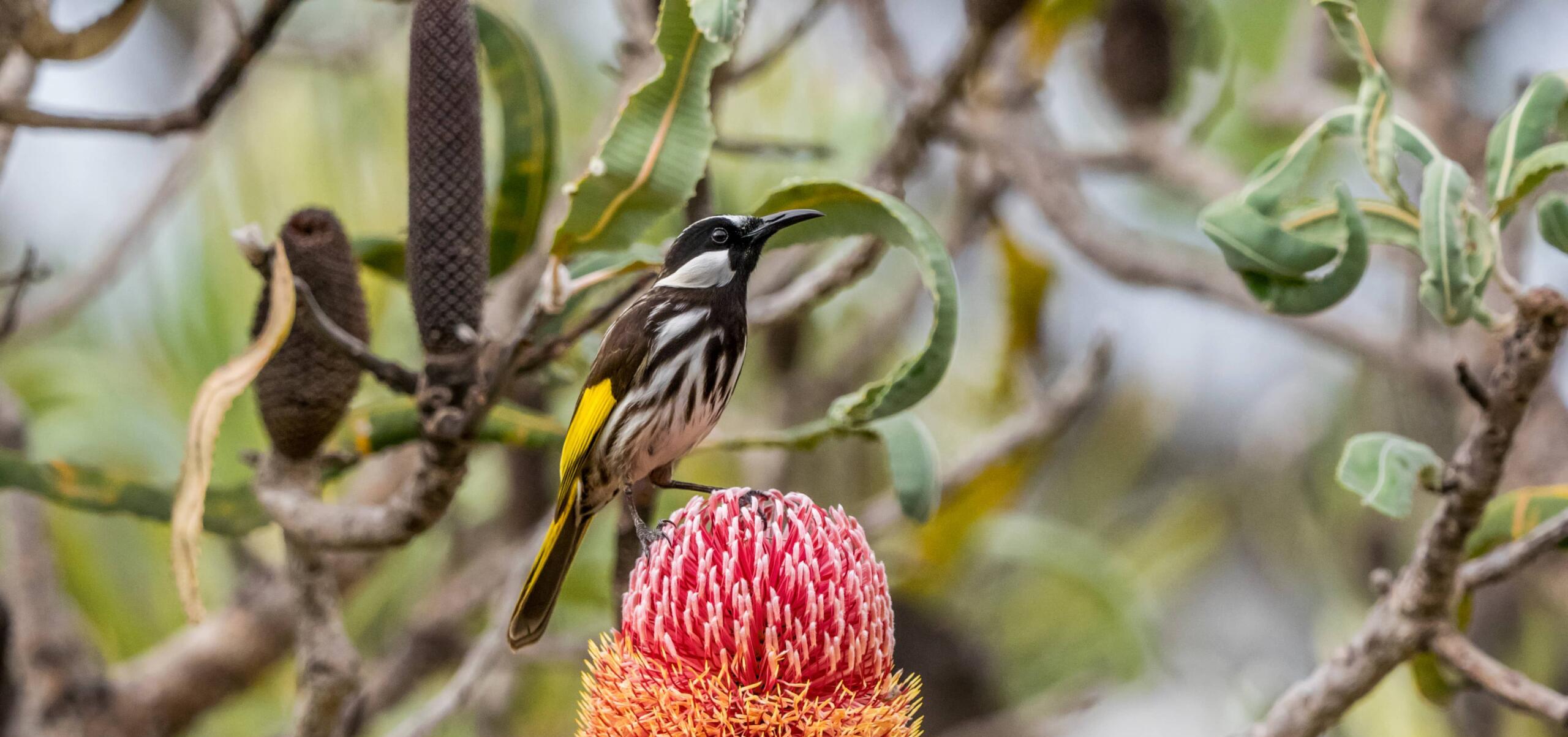 Honeyeater