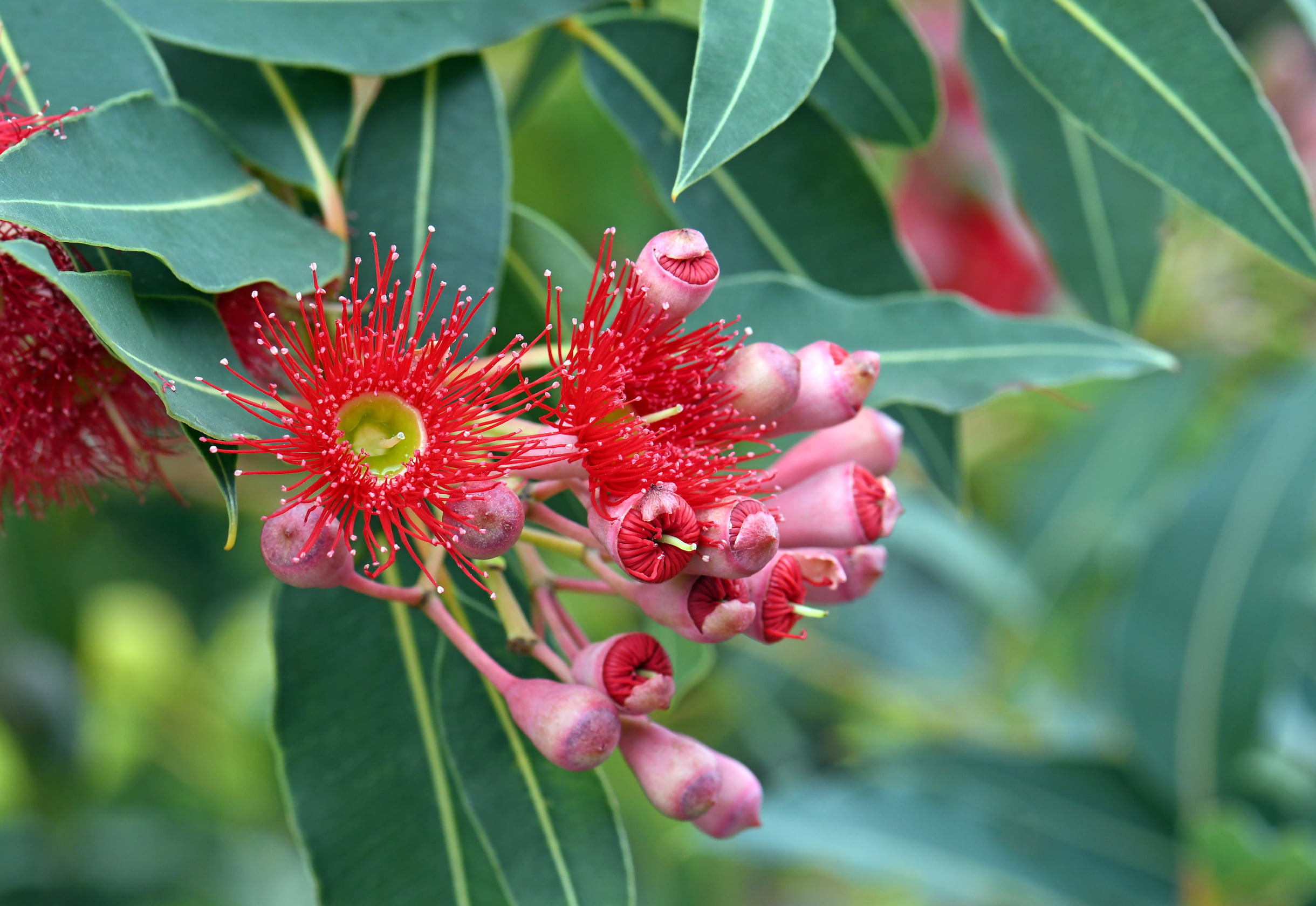 Red flowering gum